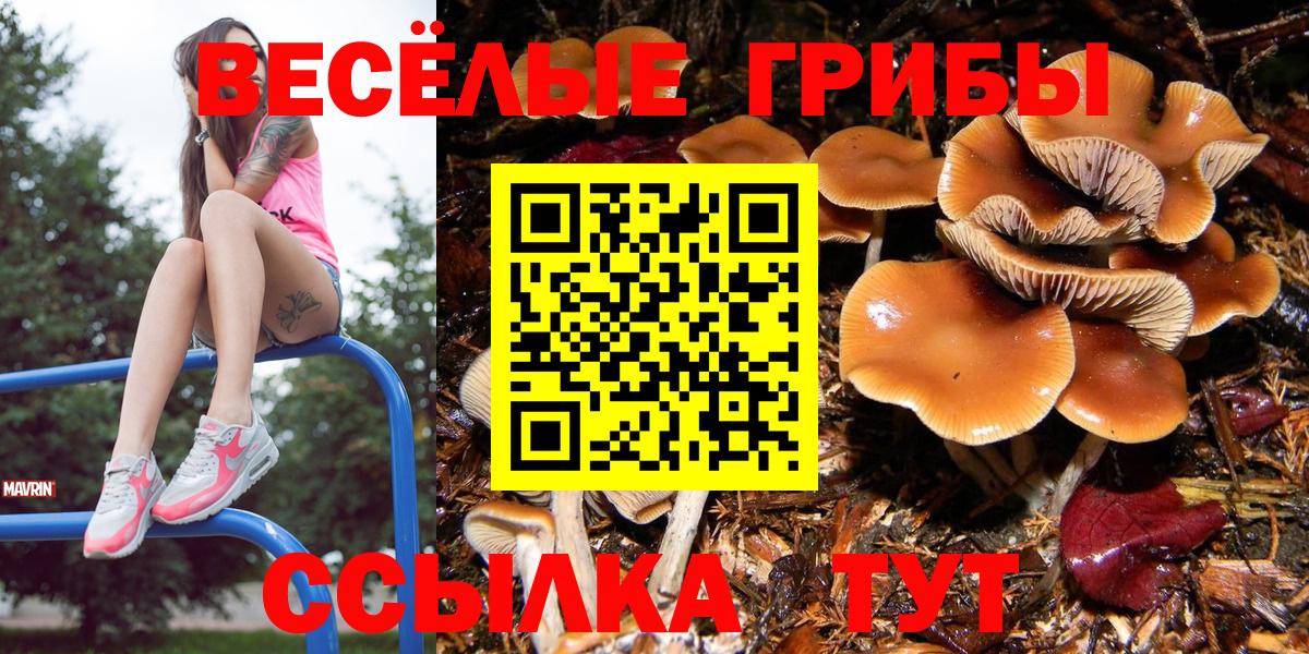 Псилоцибиновые грибы ЛСД  Вход с VPN  Новоалександровск  Псилоцибиновые грибы Psilocybe 